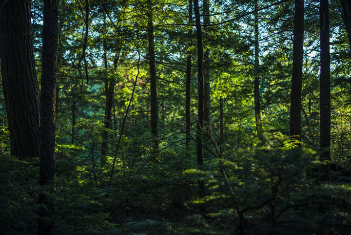 files/thick-lush-green-forest.jpg